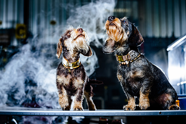 zwei schnüffelnde Hunde